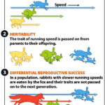 Natural Selection Simulation Worksheet Answer Key Riz Books