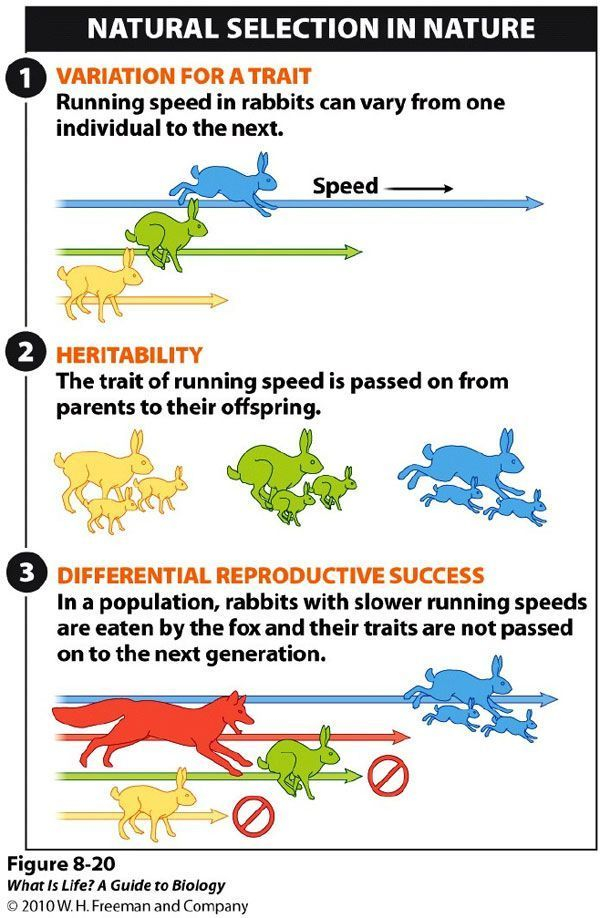 Natural Selection Simulation Worksheet Answer Key Riz Books