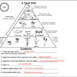 Pin By Carmen Arruzza On Projects To Try Food Web Worksheet Food