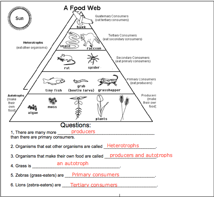 Pin By Carmen Arruzza On Projects To Try Food Web Worksheet Food 