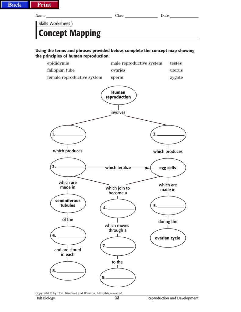 Skills Worksheet Concept Mapping Answers Holt Biology