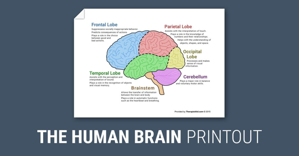 The Human Brain Diagram Worksheet Therapist Aid Human Brain 