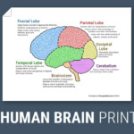 The Human Brain Diagram Worksheet Therapist Aid Human Brain