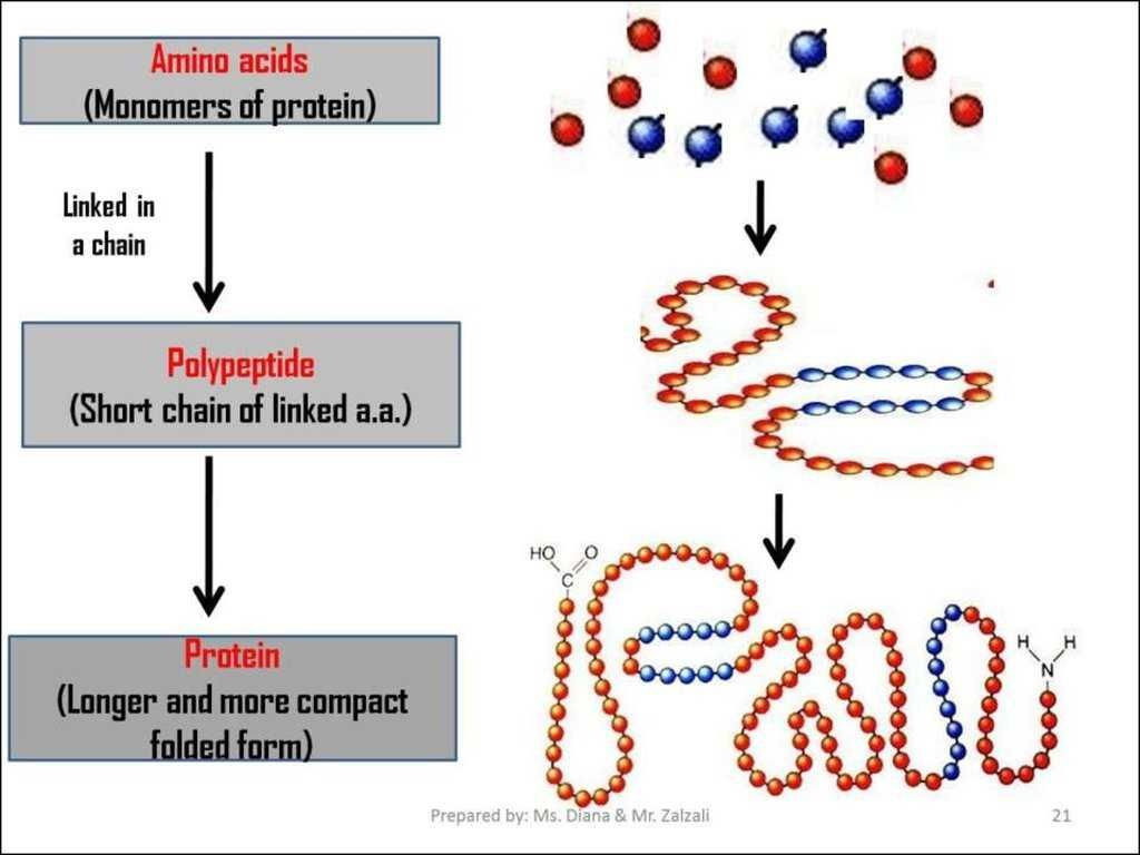 Worksheet 4 4 Chargaff s Dna Data Answer Key