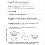 12 Darwin s Natural Selection Worksheet Key Worksheeto