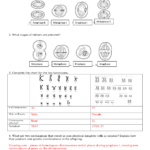 16 Steps Of Meiosis Worksheet Answers Worksheeto