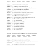 18 Best Images Of Biology Cells Worksheets Answer Keys Worksheeto