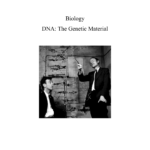 42 Dna The Genetic Material Worksheet Answers Worksheet Works