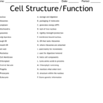 Cell Structure Function Worksheet WordMint