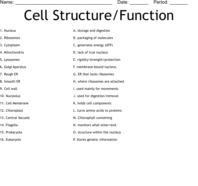 Cell Structure Function Worksheet WordMint