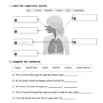 Circulatory And Respiratory Systems Interactive Worksheet