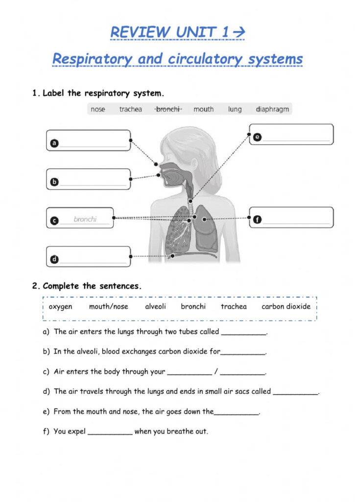 Circulatory And Respiratory Systems Interactive Worksheet