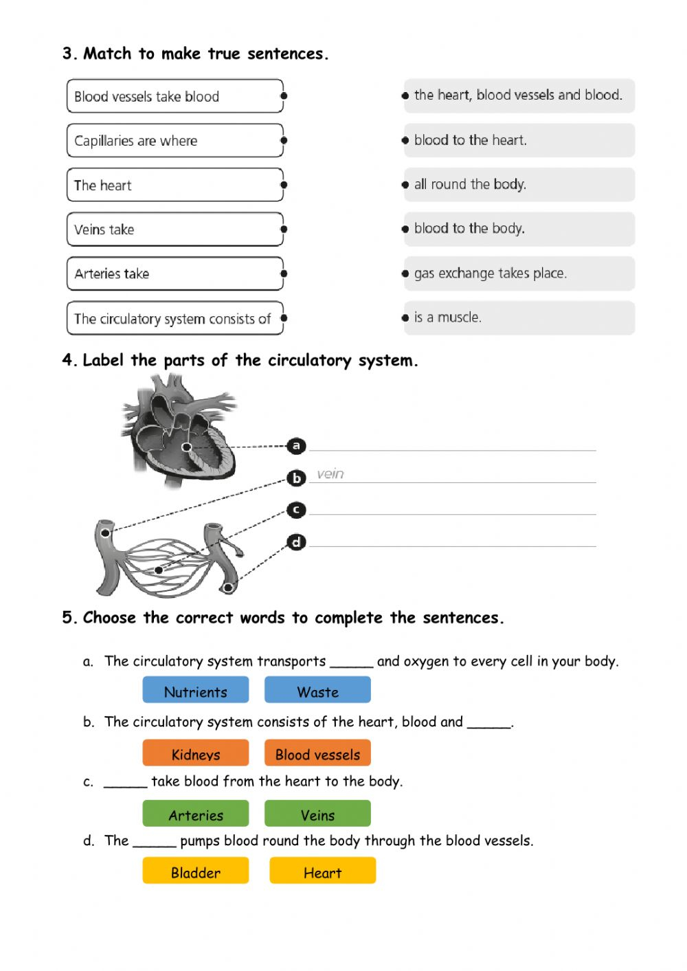 Circulatory And Respiratory Systems Interactive Worksheet