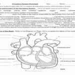 Circulatory System Coloring Worksheet Pdf Explore Worksheet