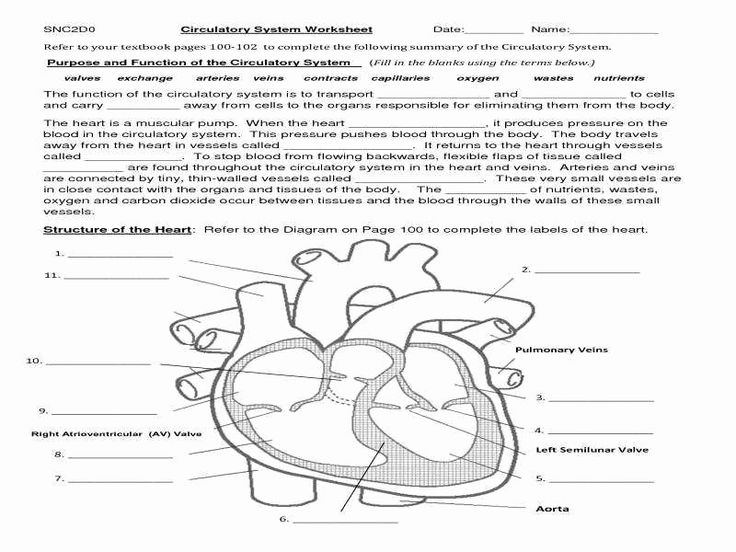 Circulatory System Coloring Worksheet Pdf Explore Worksheet