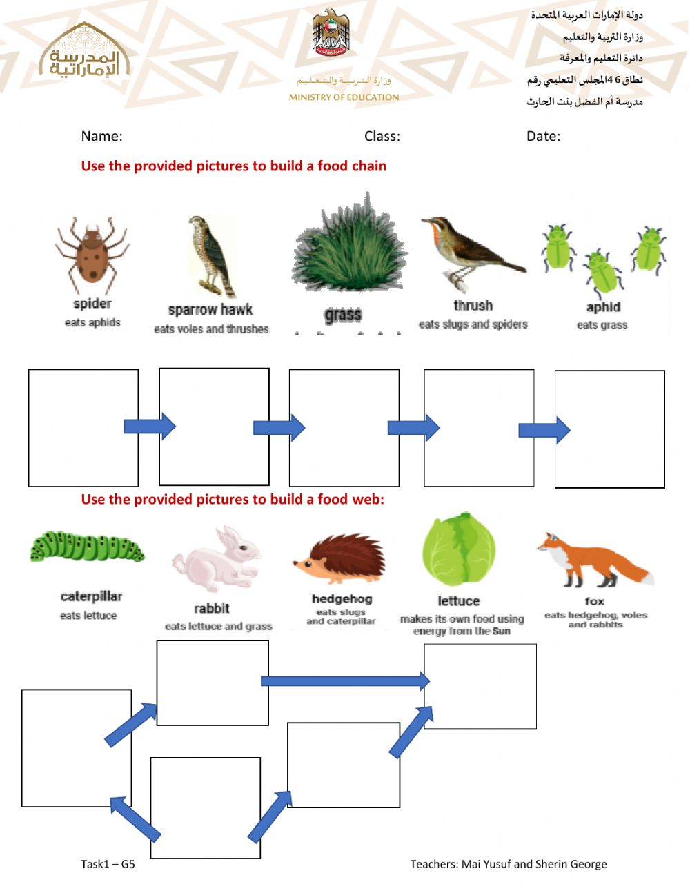 Skills Worksheet Food Chains And Food Webs - SkillsWorksheets.com