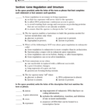 Holt Biology Dna Rna And Proteins Worksheet Answers