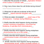 Meiosis Vs Mitosis Worksheet KEY