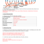 Mollusks Worksheet 1 Answer Key Ivuyteq