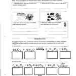 Photosynthesis And Cellular Respiration Worksheet High School Answers