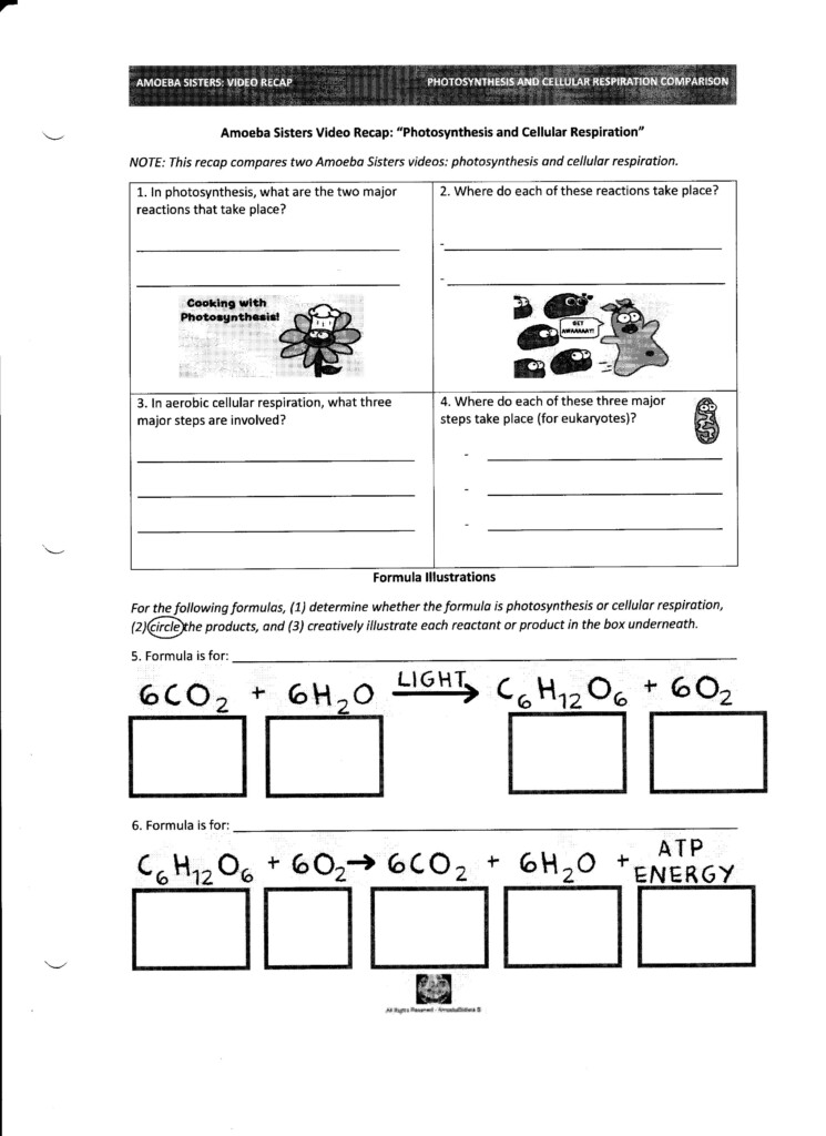 Photosynthesis And Cellular Respiration Worksheet High School Answers 