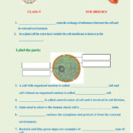 Plant Cell Structure And Function Worksheet Cell Structure Function