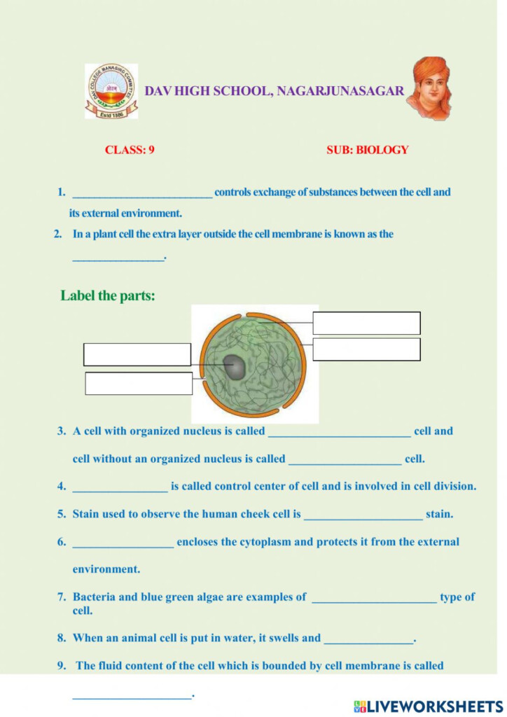 Plant Cell Structure And Function Worksheet Cell Structure Function 