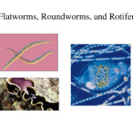 PPT Flatworms Roundworms And Rotifers PowerPoint Presentation Free