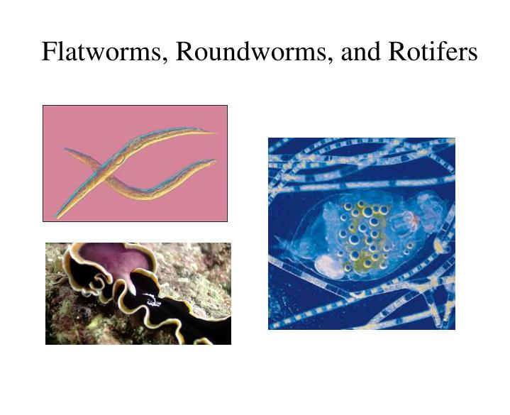 PPT Flatworms Roundworms And Rotifers PowerPoint Presentation Free 