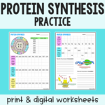 Protein Synthesis Worksheet PDF Digital Transcription Translation