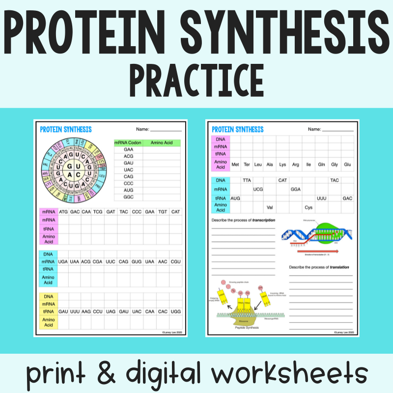 Protein Synthesis Worksheet PDF Digital Transcription Translation