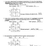 Punnett Square Worksheet Answer Key Free Download Goodimg co