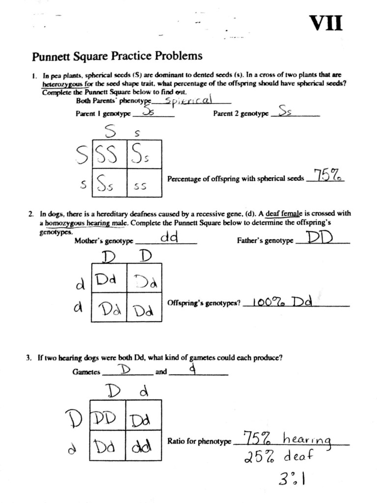  Punnett Square Worksheet Answer Key Free Download Goodimg co