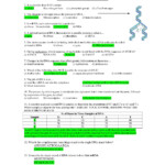 Read Online Worksheet On Dna Rna And Protein Synthesis Answers PDF