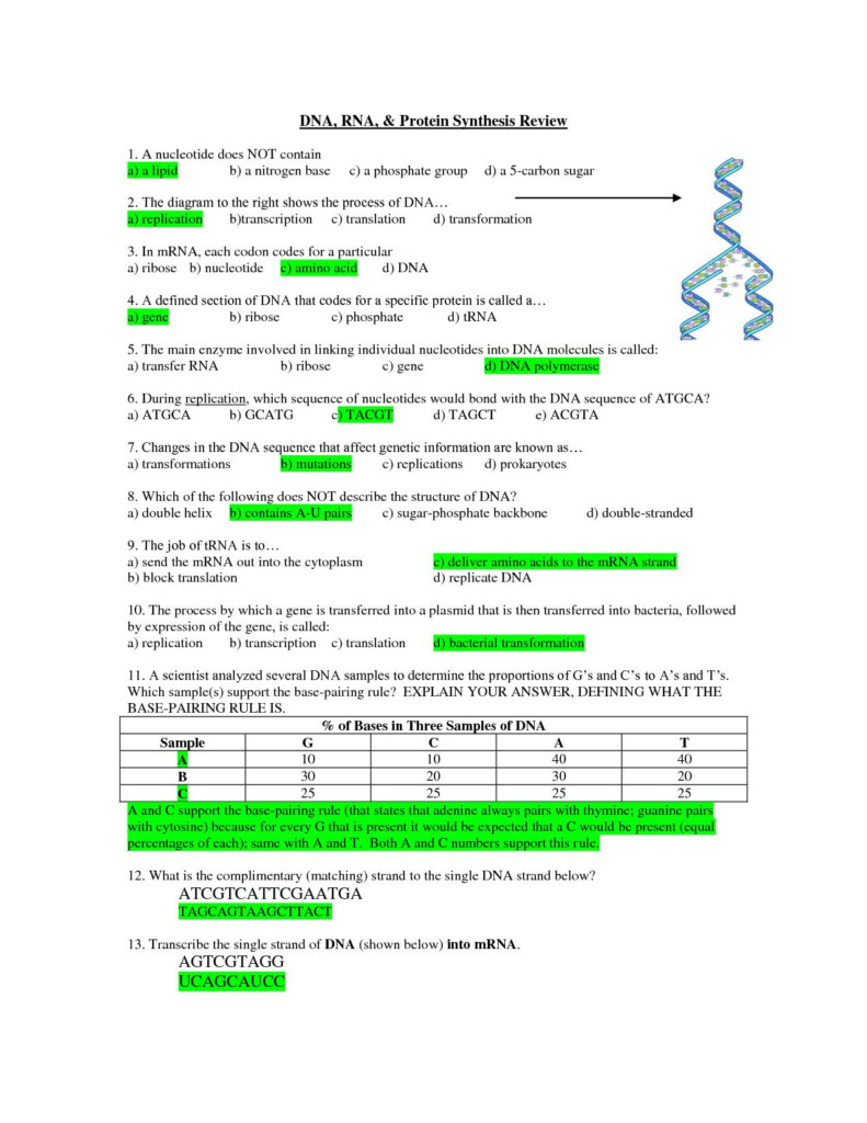 Read Online Worksheet On Dna Rna And Protein Synthesis Answers PDF 