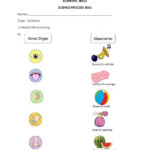 Science Process Skills Observing Worksheet SkillsWorksheets