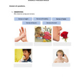 Science Process Skills Worksheet Science Process Skills 1 Year 3