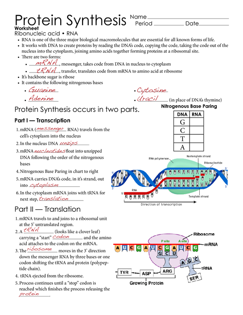 Stratton Lorraine DNA RNA Protein Synthesis Keys Biology