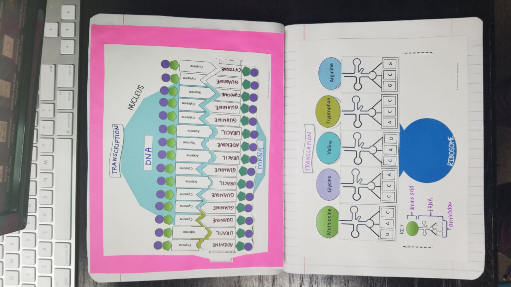 Vanessa Jason Biology Roots Worksheet Sixteenth Streets