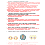 Worksheet 17 Mitosis Versus Meiosis