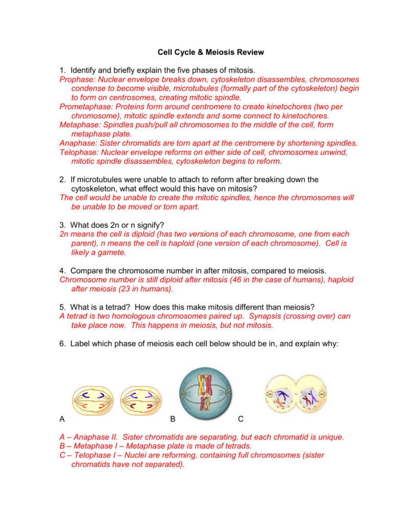 Worksheet 17 Mitosis Versus Meiosis