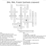 Worksheet On Dna Rna And Protein Synthesis Answer Sheet Db excel