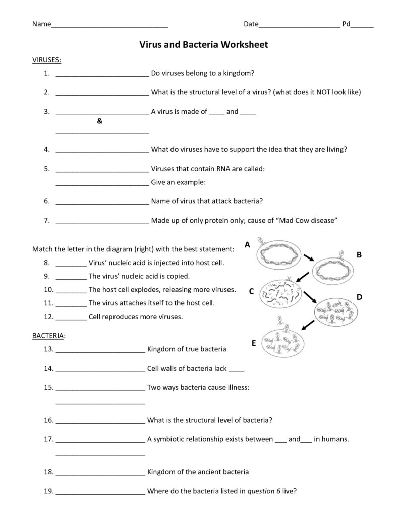 14 Viruses And Bacteria Worksheets Worksheeto