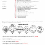 15 The Cell Cycle Worksheet Study Guide Free PDF At Worksheeto