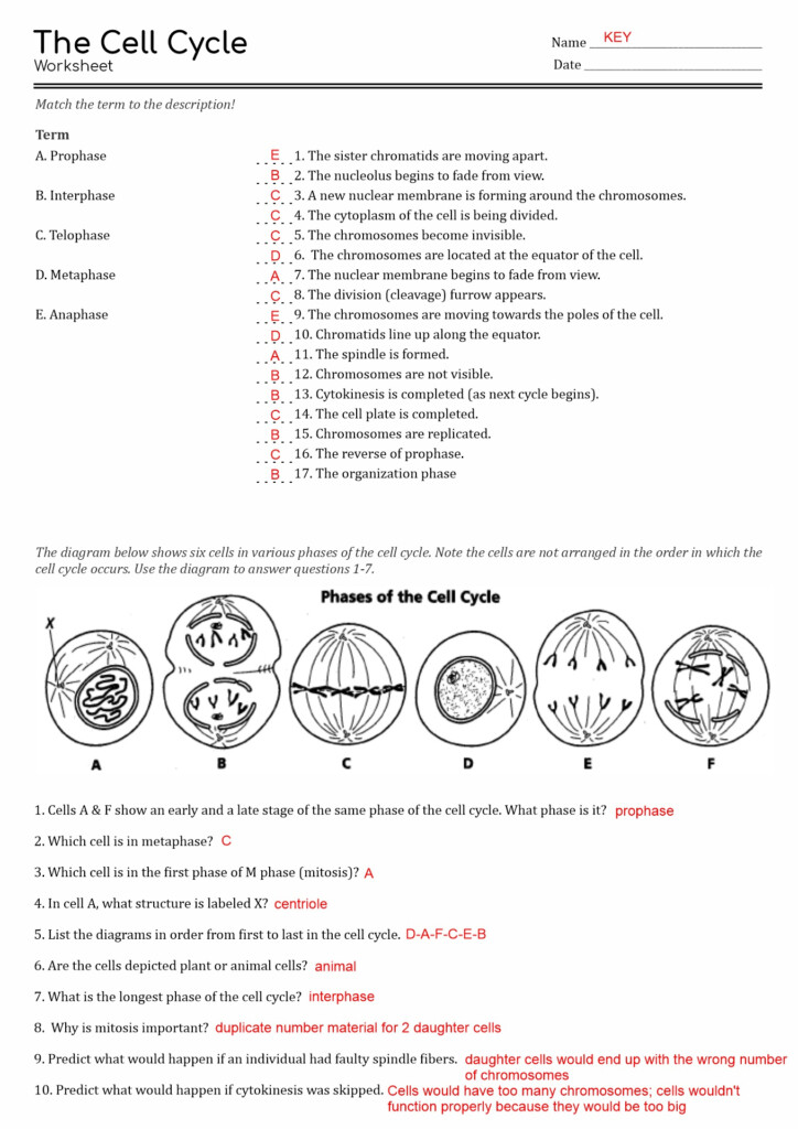 15 The Cell Cycle Worksheet Study Guide Free PDF At Worksheeto