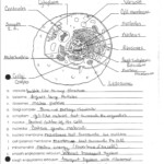 7 2 Cell Structure Worksheet Answer Key