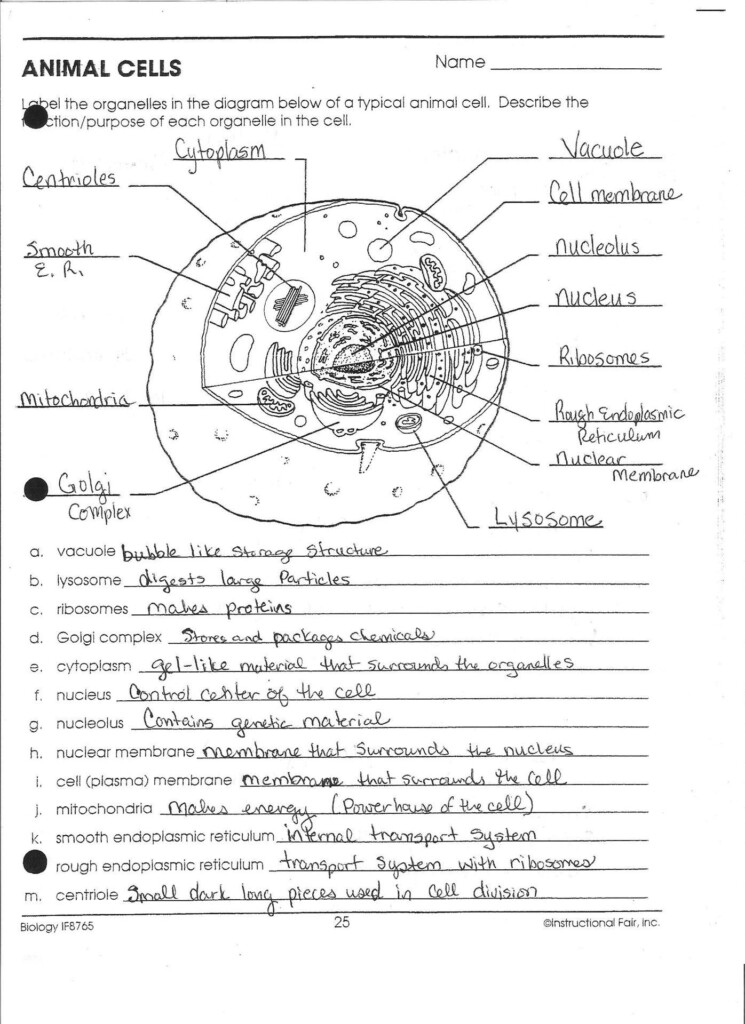 7 2 Cell Structure Worksheet Answer Key