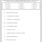 7 Meiosis Worksheet Answer Key Free PDF At Worksheeto