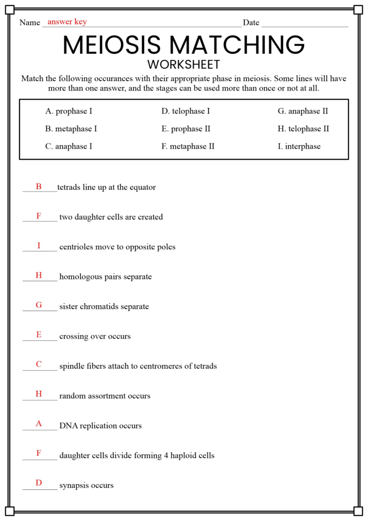 7 Meiosis Worksheet Answer Key Free PDF At Worksheeto