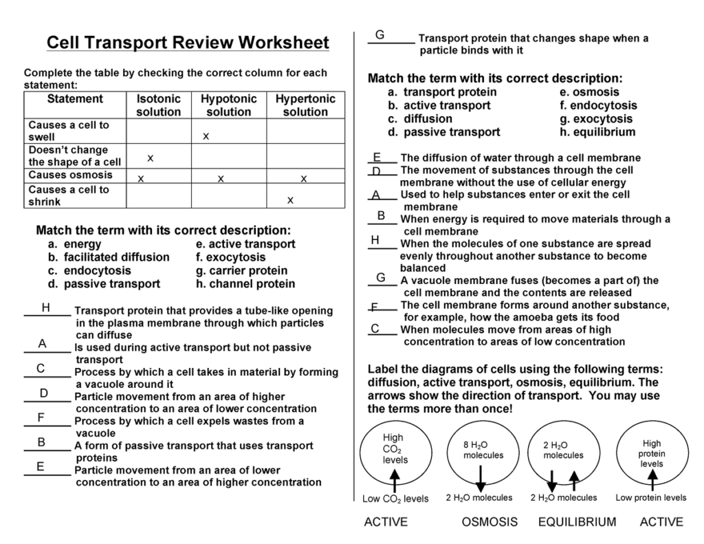 Cell Transport Review KEY Cell Transport Review Worksheet Complete 